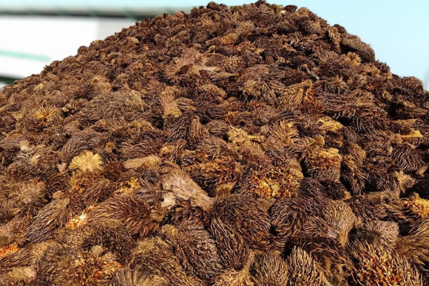 ทะลายปาล์มเปล่า