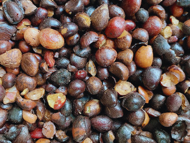 เมล็ดในปาล์ม สำหรับสกัดน้ำมันและผลิตอาหารสัตว์